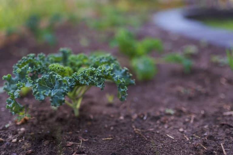 7 Possible Creatures Eating Your Kale Farmer Grows