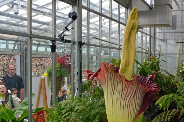 Why Does The Corpse Flower Smell So Bad? Farmer Grows