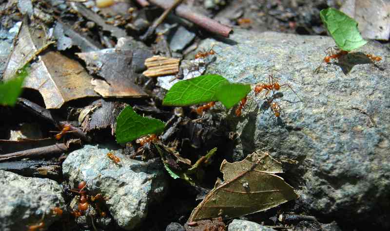 ants cut the leaves