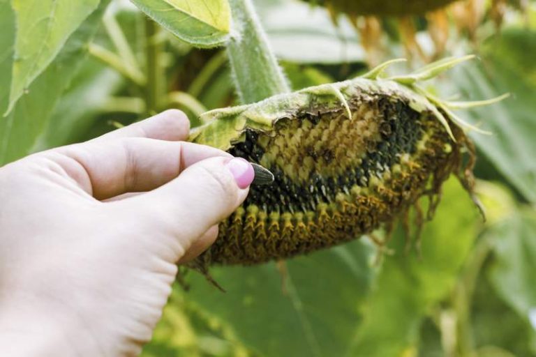 When Are Sunflower Seeds Ready to Harvest? (The Perfect Timing