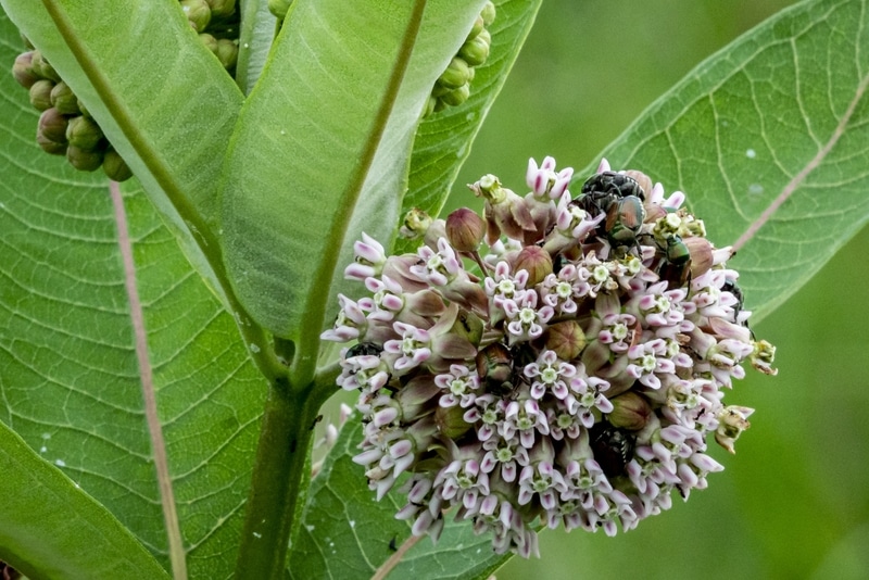 flower bugs