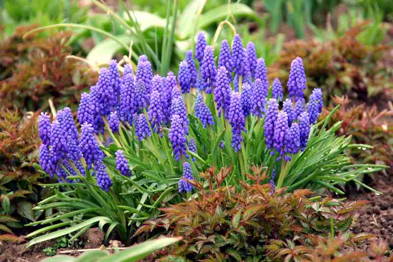 grape hyacinth