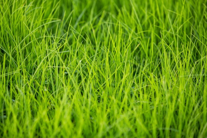 healthy grass