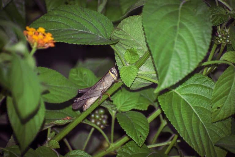 Best Time To Spray Cutter Backyard Bug Control? (Answered) Farmer Grows