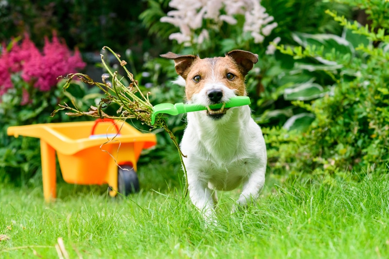 pets in lawn