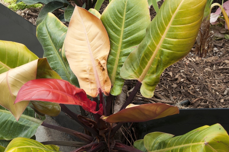 philodendron imperial red vs rojo congo