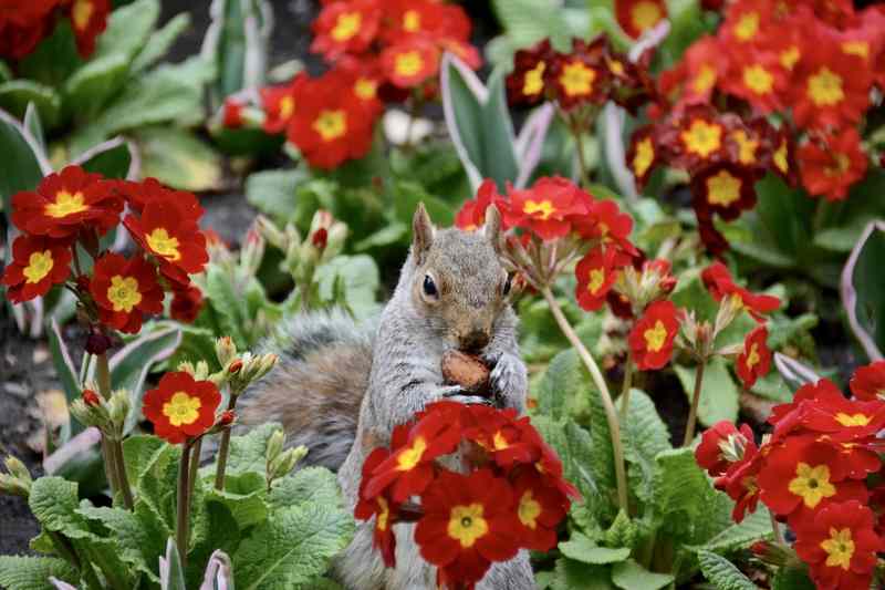 squirrel in the flowers