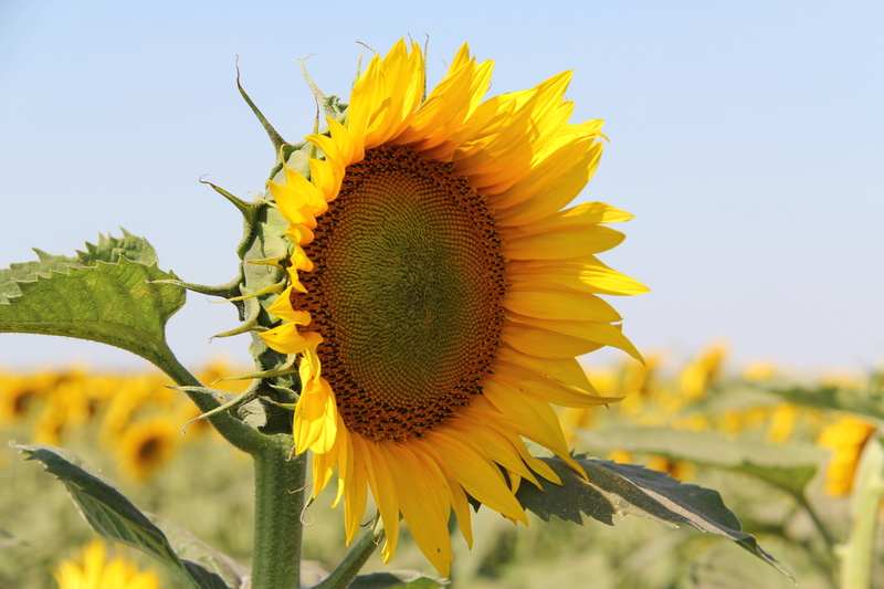 sunflower plant's