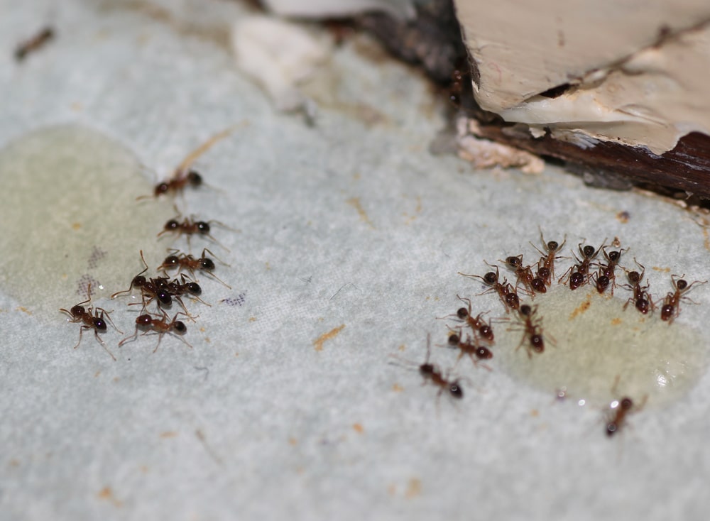Terro Not Killing Small Ants