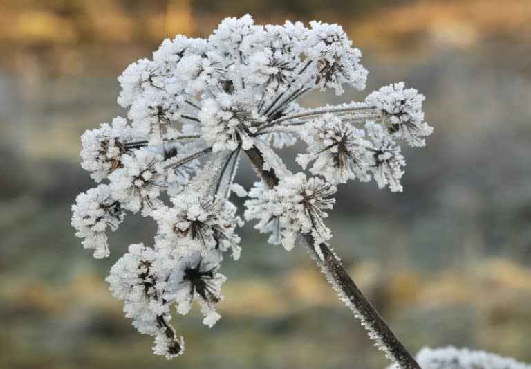 Will Frost Hurt Seeds In The Ground? Farmer Grows