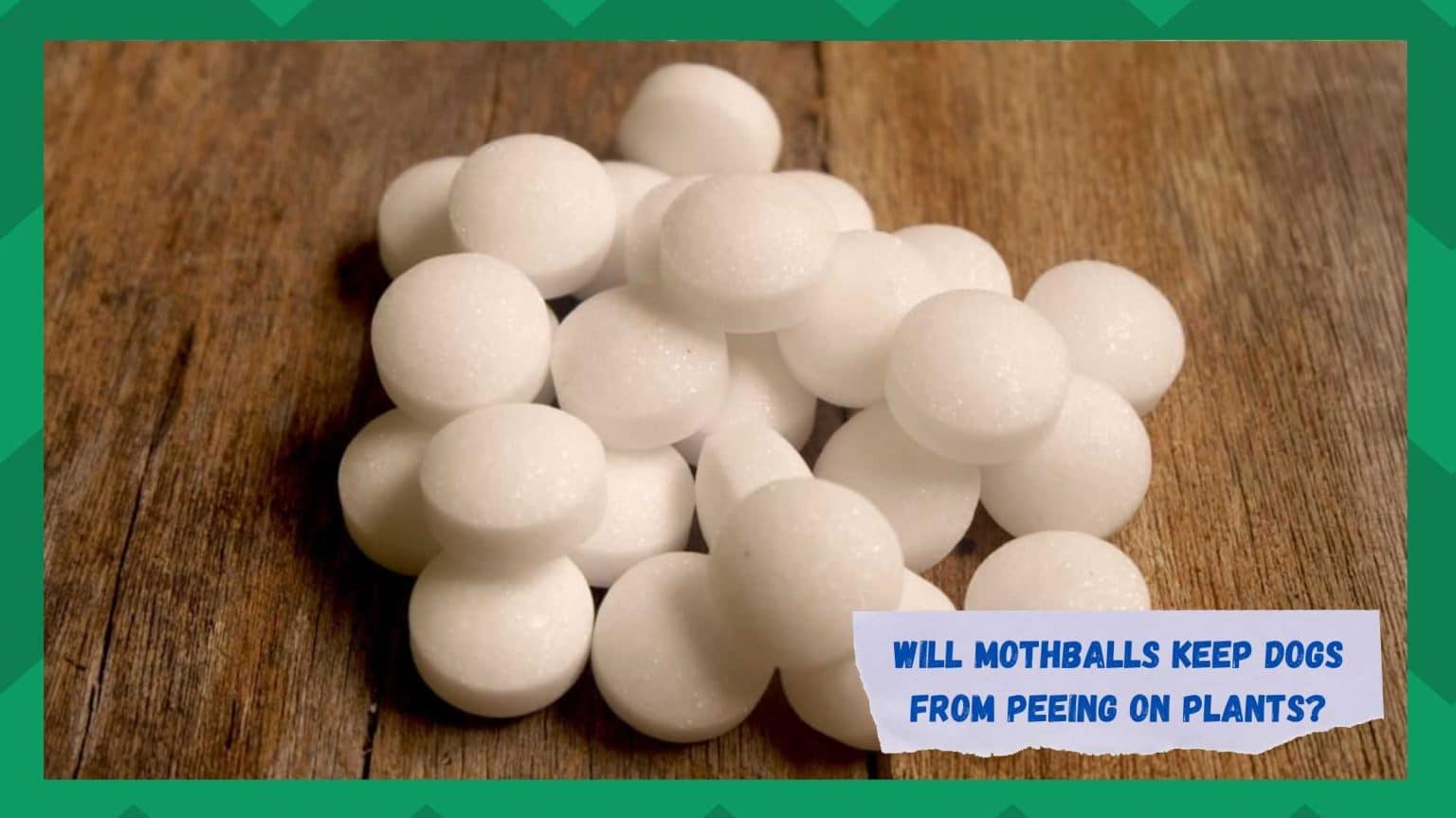 Will Mothballs Keep Dogs From Peeing On Plants? (Explained) Farmer Grows