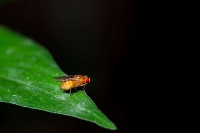 Spotted Drosophila