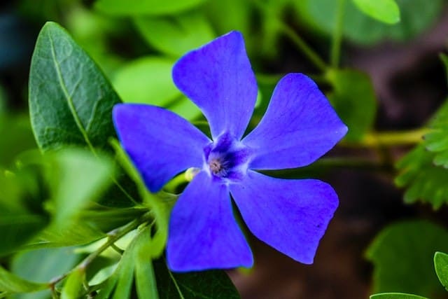 Vinca Shade or Sunlight