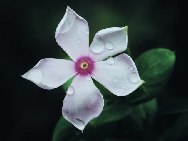 Vinca in Shade