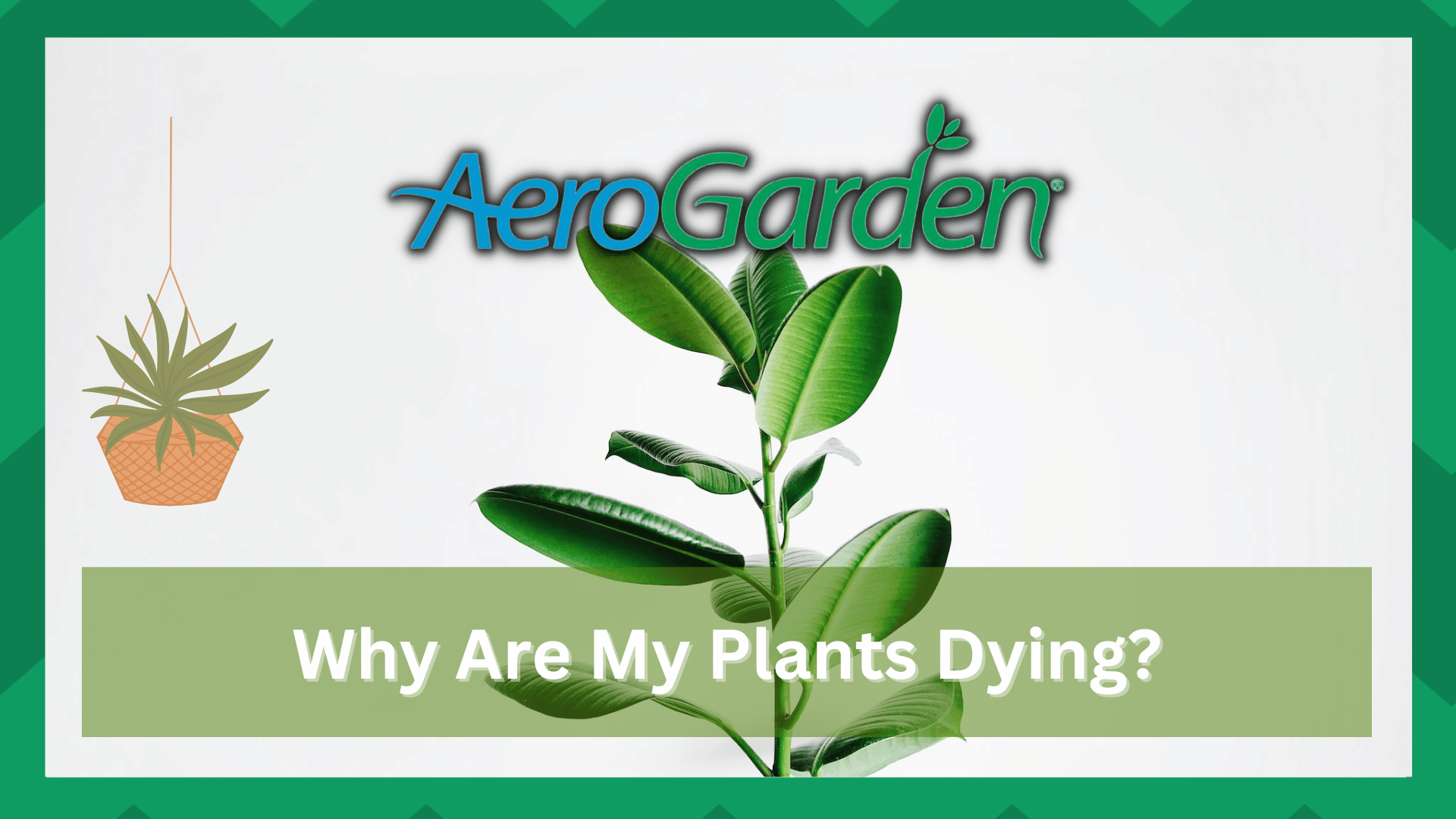 aerogarden plants dying