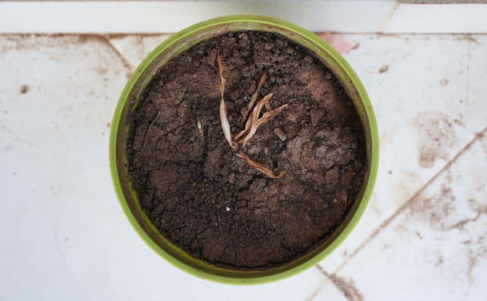 dead plant