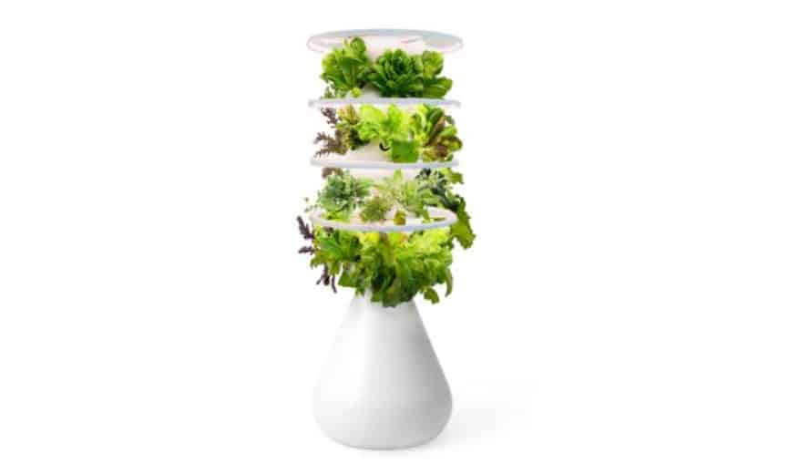 lettuce growing system