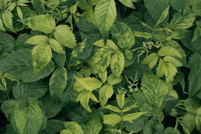 raspberry leaves