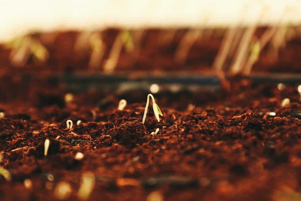 seedling soil