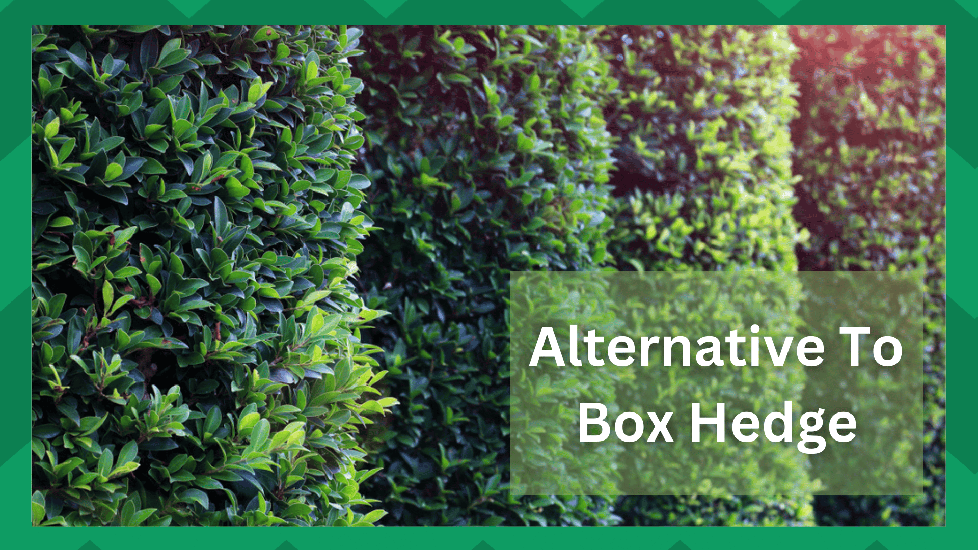 alternative to box hedge