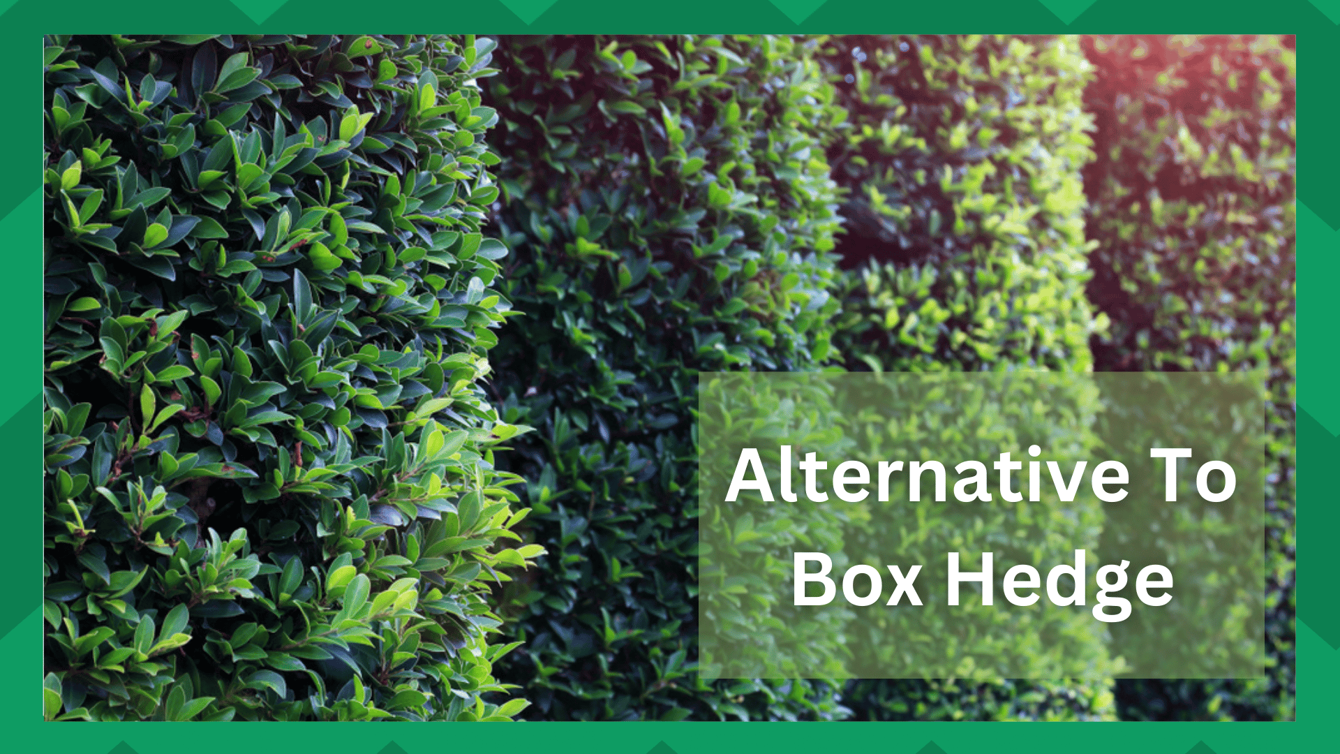 10 Best Alternatives To Box Hedge - Farmer Grows