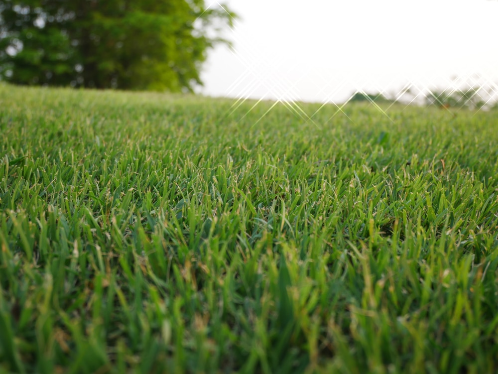 bermuda grass