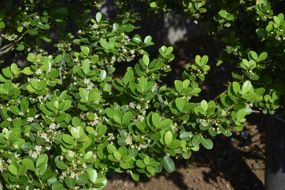 holly shrub