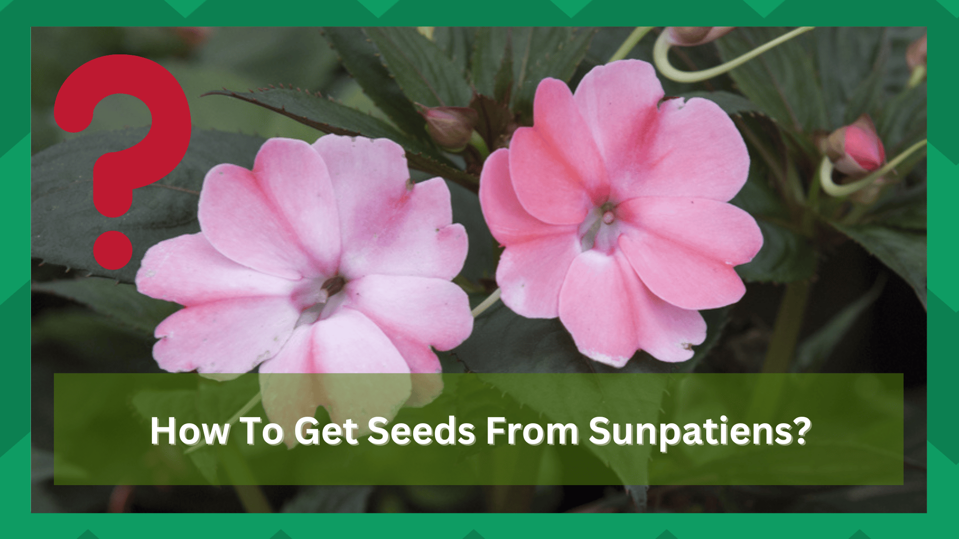 how to get seeds from sunpatiens