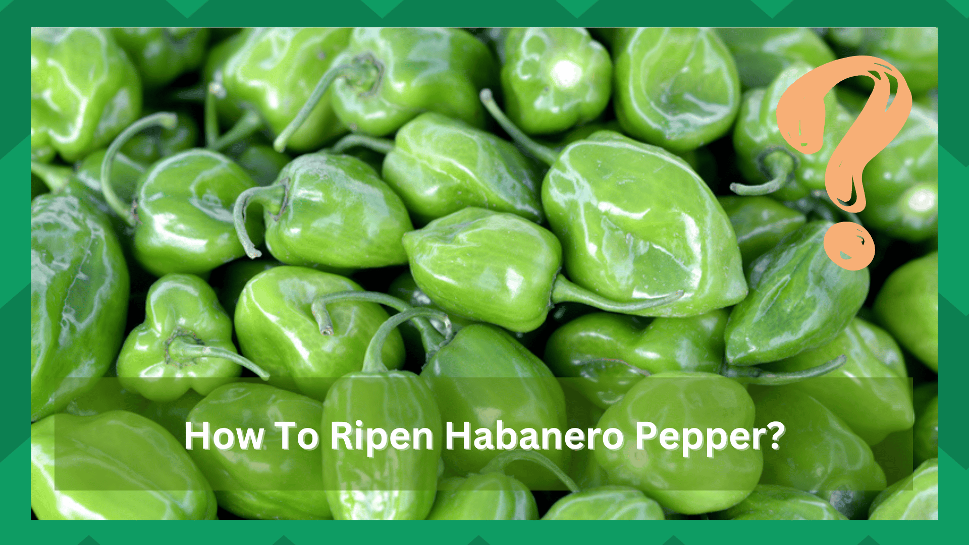 how to ripen habanero peppers