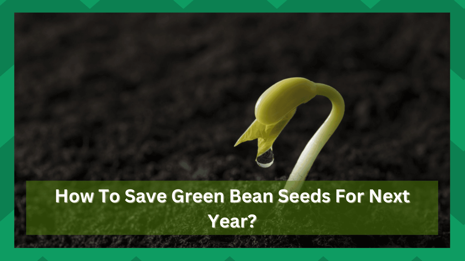 How To Save Green Bean Seeds for Planting Next Year? Farmer Grows