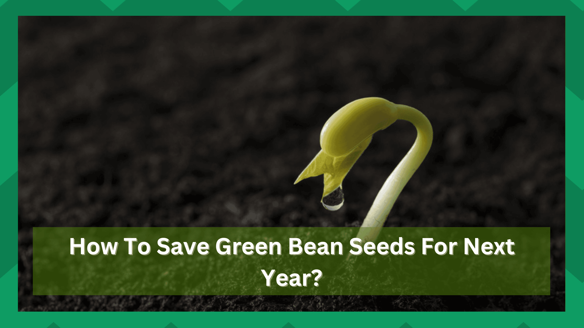 how to save green bean seeds for planting next year
