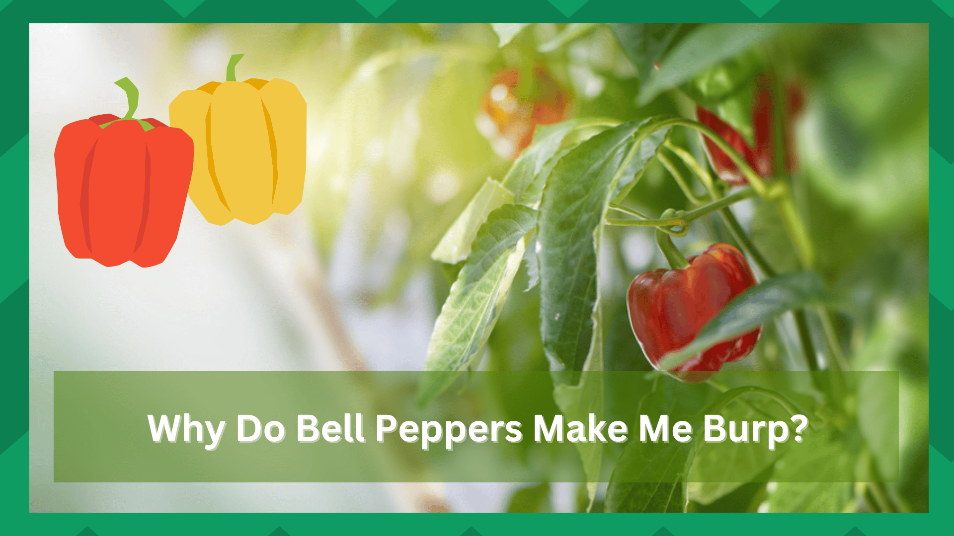 why do bell peppers make me burp