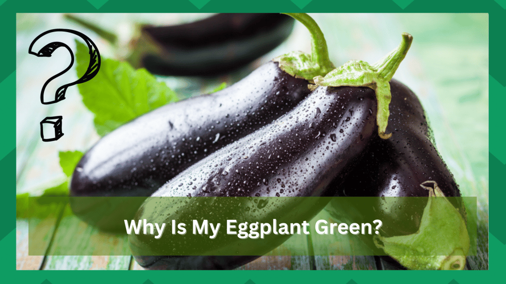 Why Is My Eggplant Green 10 Reasons And Solutions Farmer Grows