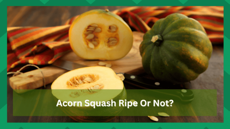 How To Know When Acorn Squash Is Ripe