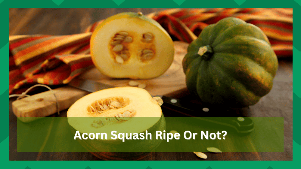 acorn squash ripe or not
