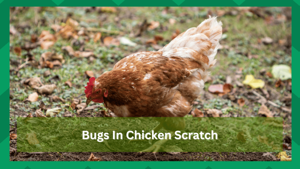 bugs in chicken scratch