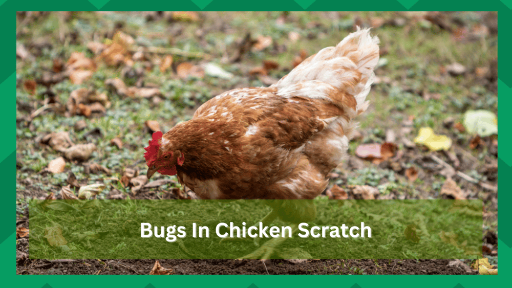 How to Deal With Bugs In Chicken Scratch - Farmer Grows