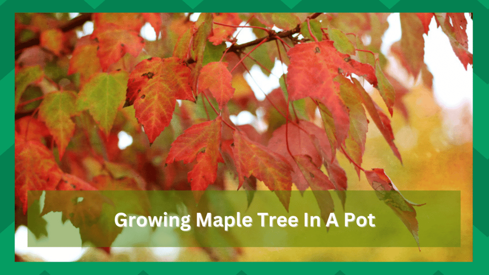 growing a maple tree in a pot