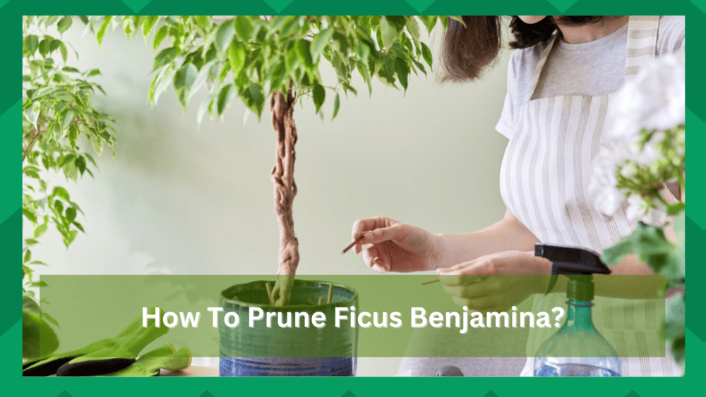 how to prune ficus benjamina