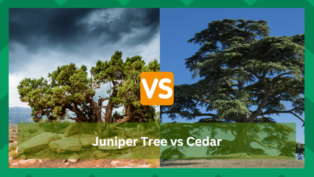 Juniper Tree vs Cedar