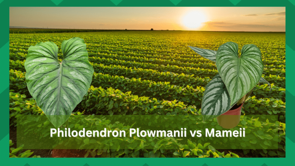 philodendron plowmanii vs mamei