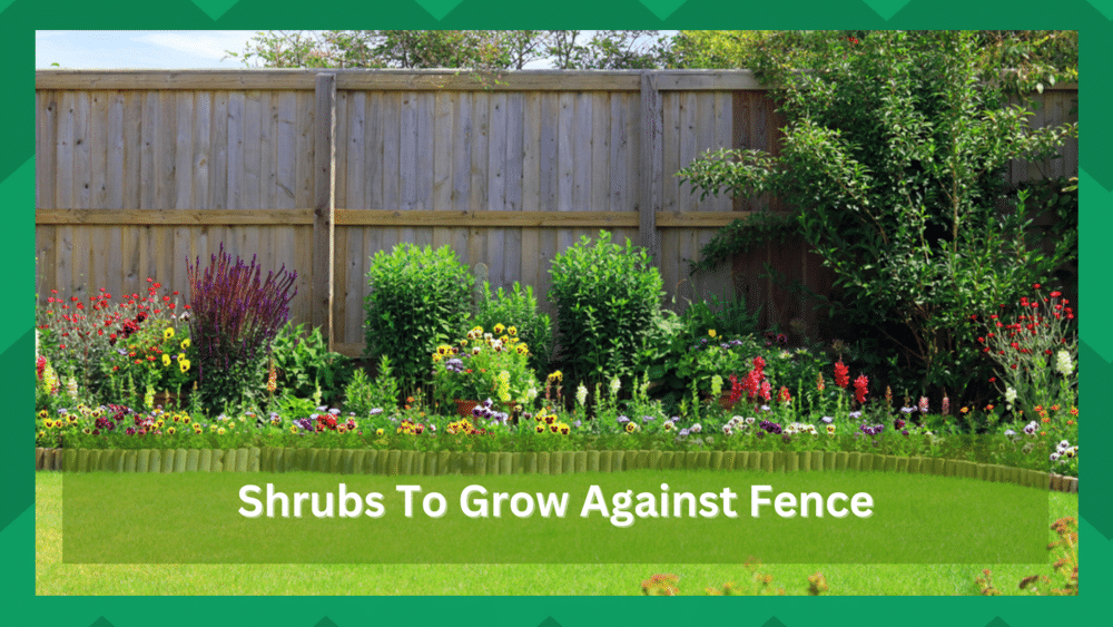 shrubs to grow against a fence