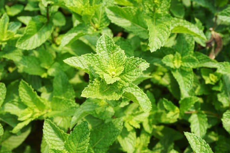 6 Strongest Smelling Mint Plant Farmer Grows