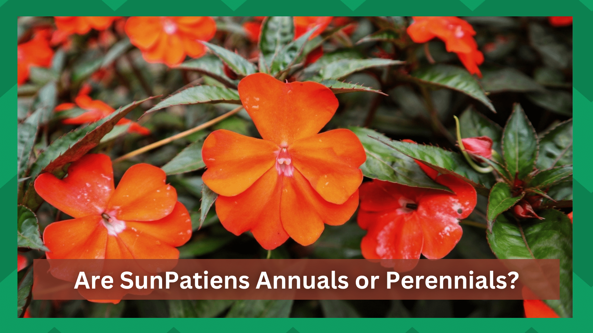 are sunpatiens annuals or perennials