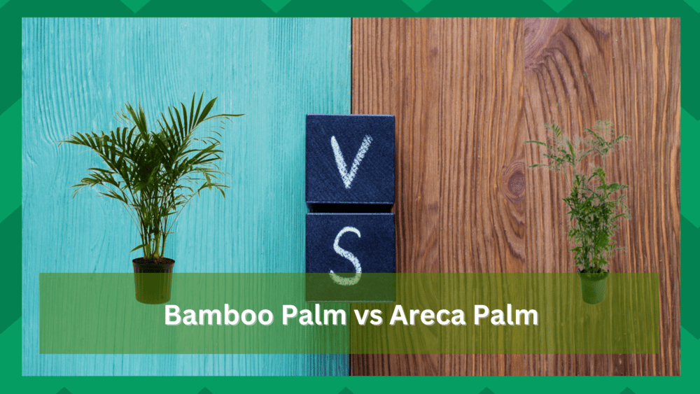 bamboo palm vs areca palm