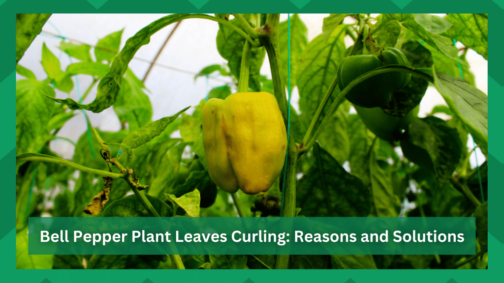 Bell Pepper Plant Leaves Curling Reasons and Solutions Farmer Grows