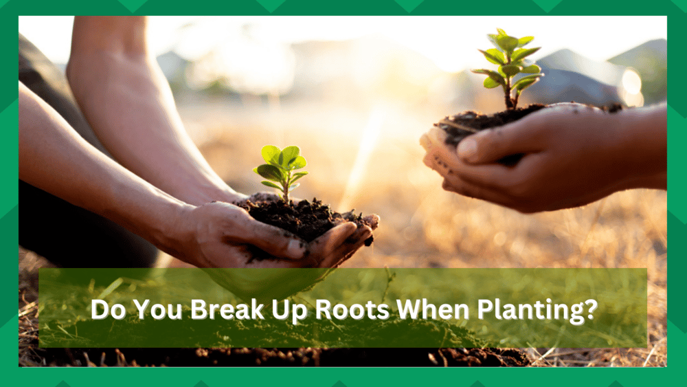 do you break up roots when planting
