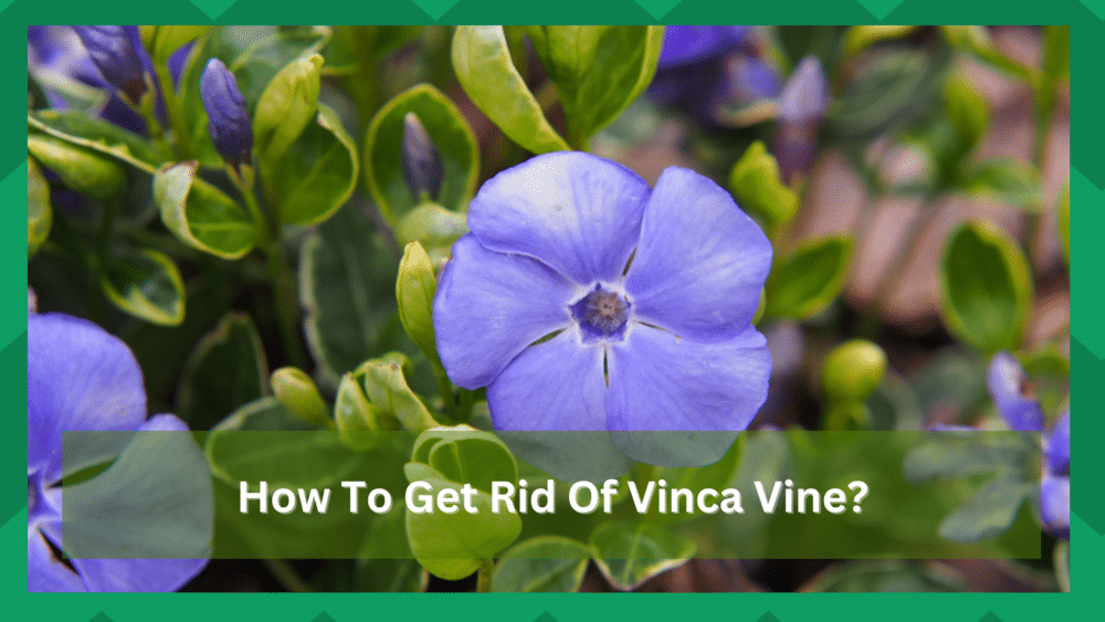 how to get rid of vinca vine