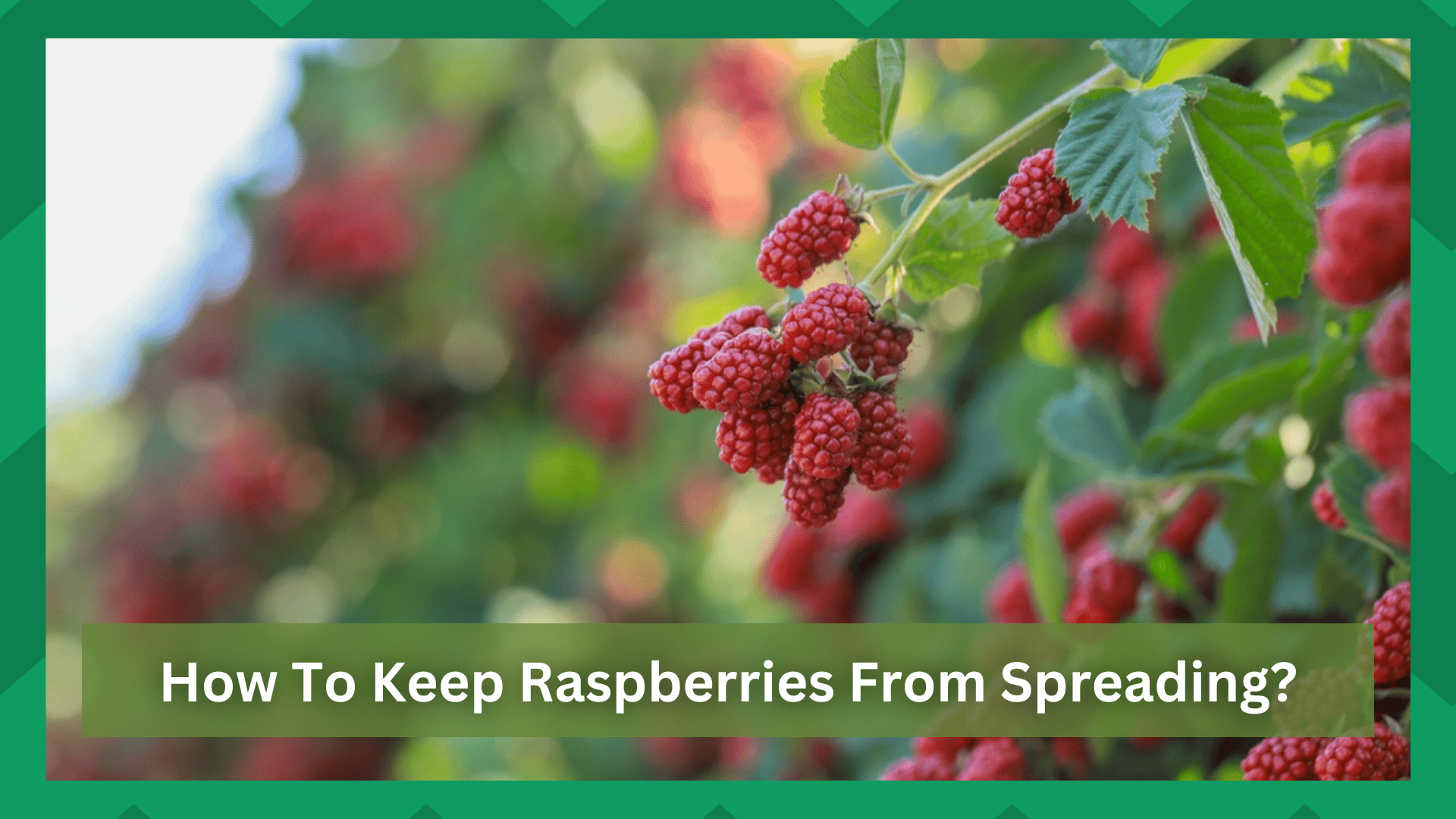 how to keep raspberries from spreading