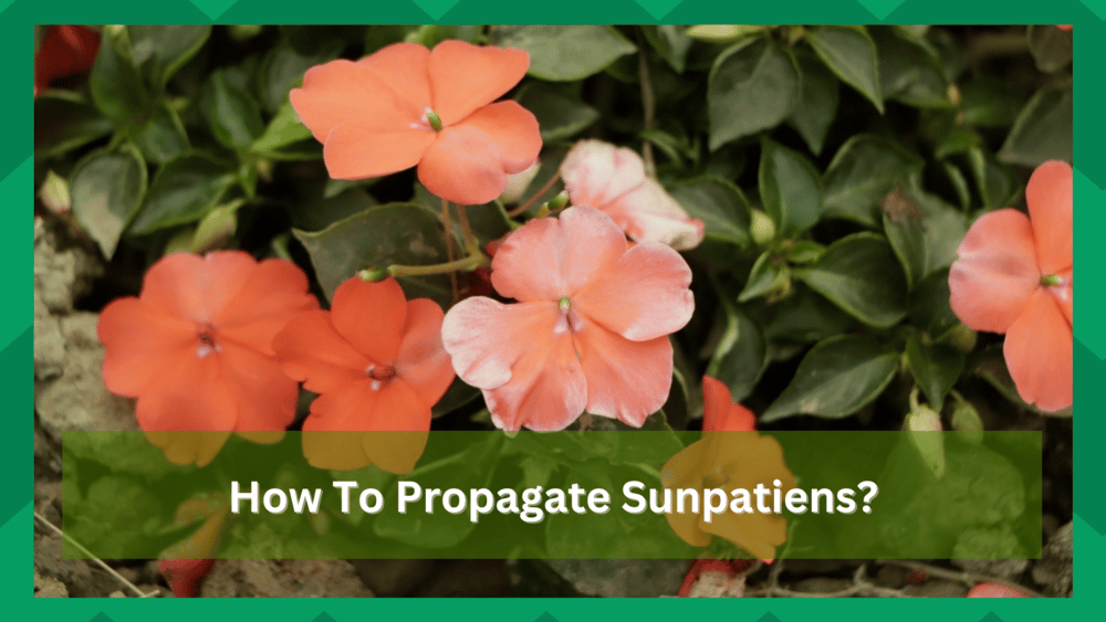 how to propagate sunpatiens
